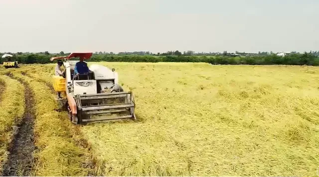 Tăng liên kết trong xuất khẩu gạo - Ảnh 1.