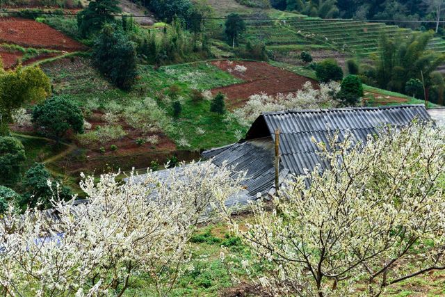 Mùa hoa mận trên cao nguyên đá Hà Giang - Ảnh 1.