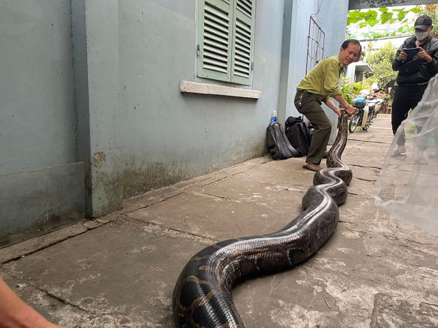 TP Hồ Chí Minh: Người dân bàn giao con trăn 63kg cho kiểm lâm - Ảnh 2.