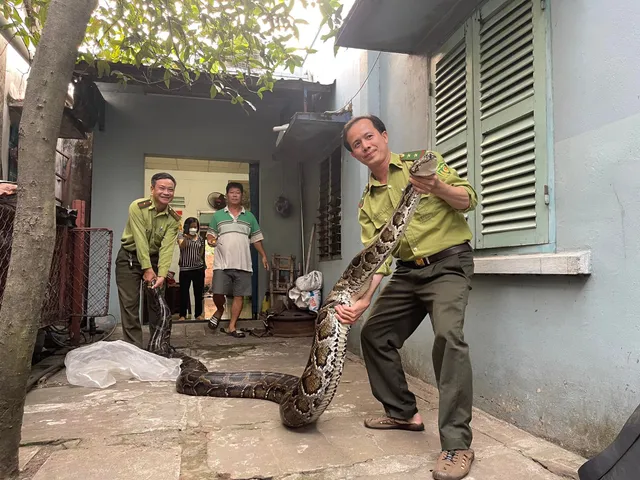 TP Hồ Chí Minh: Người dân bàn giao con trăn 63kg cho kiểm lâm - Ảnh 3.