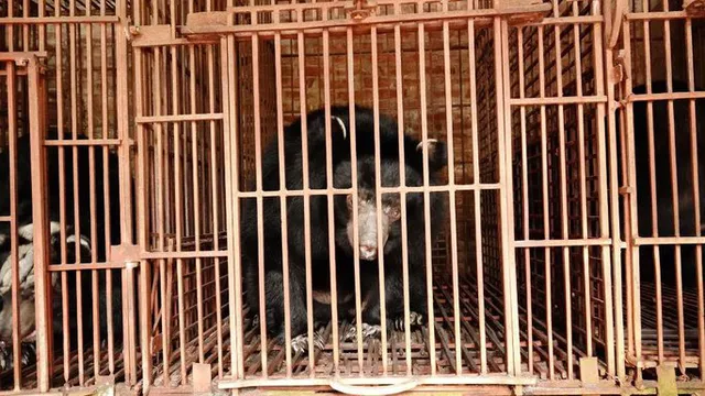 Cứu hộ 5 cá thể gấu ngựa sau hơn 20 năm bị nuôi nhốt ở Hà Nội - Ảnh 1.