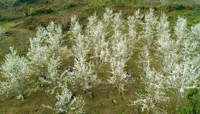 Mùa hoa lê thơ mộng ở Tuyên Quang - Ảnh 1.