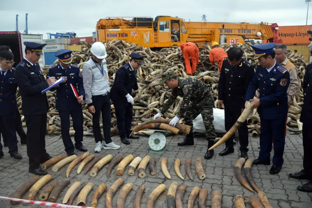 Bộ Tư lệnh Vùng Cảnh sát biển 1 thu giữ lượng lớn ngà voi nhập lậu - Ảnh 2.