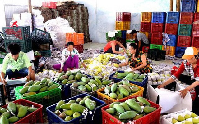 Xuất khẩu rau quả - Điểm sáng của nông nghiệp Việt Nam - Ảnh 1.