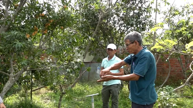 Độc đáo thanh trà to, ngọt như xoài cát của lão nông miền Tây - Ảnh 3.