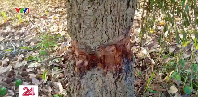 Truy tìm thủ phạm đầu độc nhiều cây gỗ quý tại Khu bảo tồn Bình Châu - Phước Bửu - Ảnh 1.