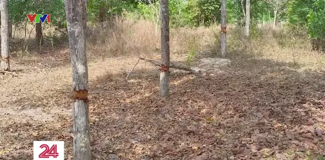 Truy tìm thủ phạm đầu độc nhiều cây gỗ quý tại Khu bảo tồn Bình Châu - Phước Bửu - Ảnh 3.