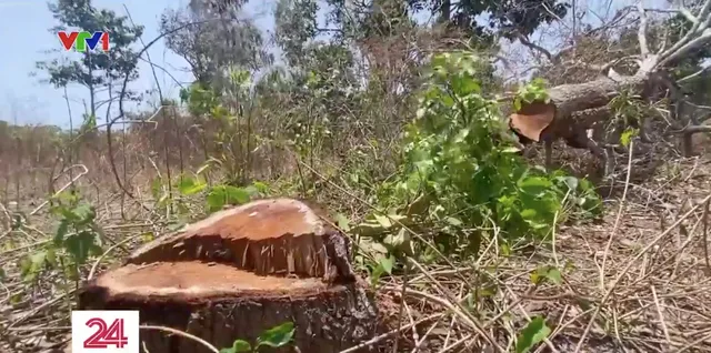 Truy tìm thủ phạm đầu độc nhiều cây gỗ quý tại Khu bảo tồn Bình Châu - Phước Bửu - Ảnh 5.