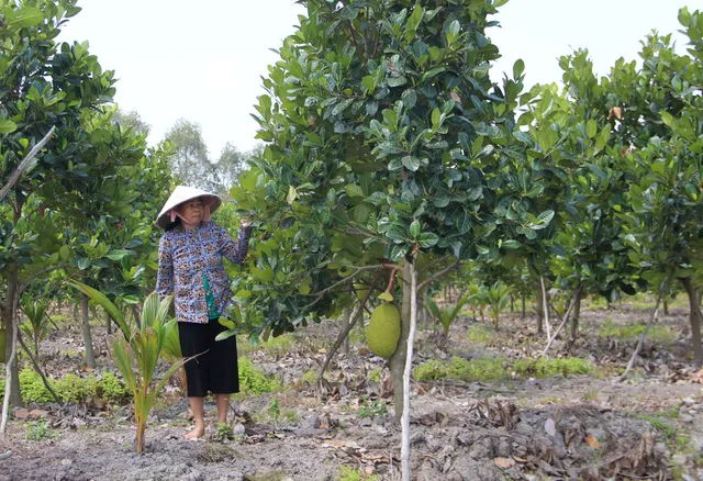 Quyết tâm bảo vệ vườn cây ăn trái trong mùa khô - Ảnh 1.