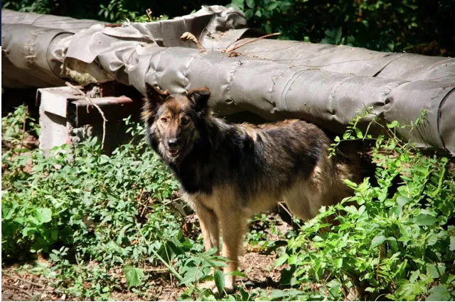 Bí ẩn về đàn chó hoang sinh tồn sau thảm họa hạt nhân Chernobyl - Ảnh 1.