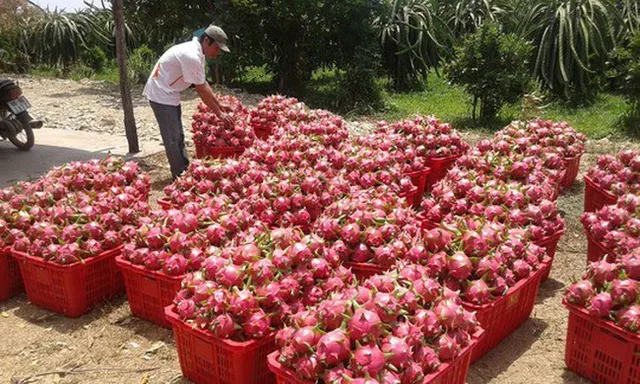 Chuyển hướng thị trường khi thanh long mất “ngôi vương” - Ảnh 1.