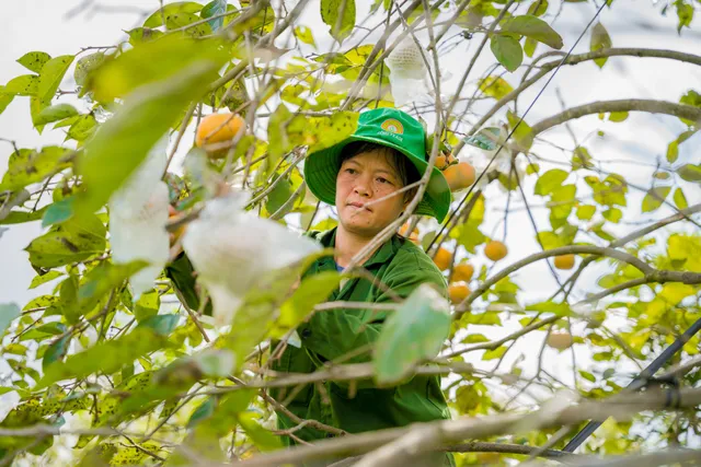 Đến Mộc Châu thăm vườn hồng, thưởng thức hồng giòn tươi ngọt từ trên cây - Ảnh 3.