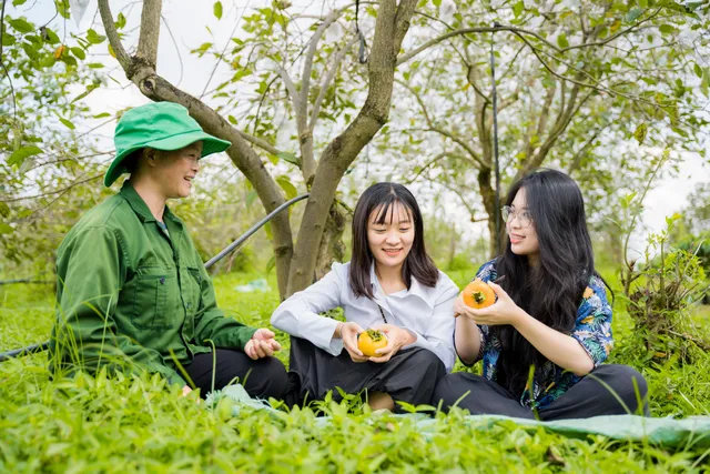 Đến Mộc Châu thăm vườn hồng, thưởng thức hồng giòn tươi ngọt từ trên cây - Ảnh 5.