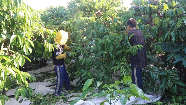 Tây Nguyên hút lao động mùa cà phê - Ảnh 1.