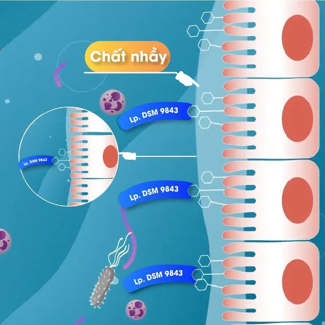 Men vi sinh số 1 Thụy Điển hỗ trợ hiệu quả Hội chứng ruột kích thích - Ảnh 3.