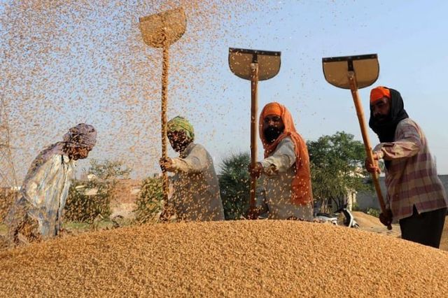 Sản lượng gạo của Ấn Độ thấp hơn kỳ vọng - Ảnh 1.
