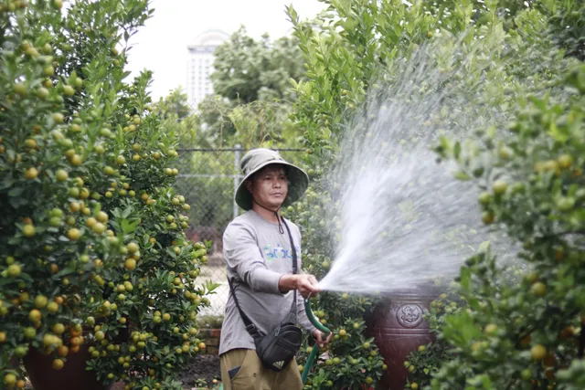 Thủ phủ quất Tứ Liên tất bật chuẩn bị vào vụ Tết, chờ mong mưa thuận gió hoà - Ảnh 2.