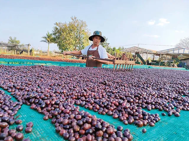 Phát triển cà phê phát thải thấp - Ảnh 1.