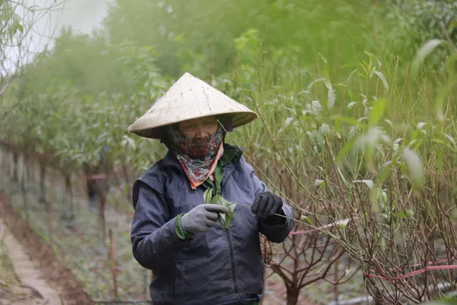 Làng đào Nhật Tân thay áo mới chờ khoe sắc dịp Tết - Ảnh 4.