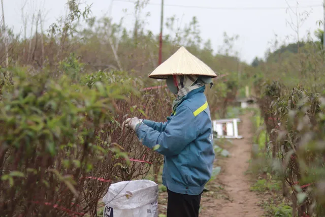 Làng đào Nhật Tân thay áo mới chờ khoe sắc dịp Tết - Ảnh 1.