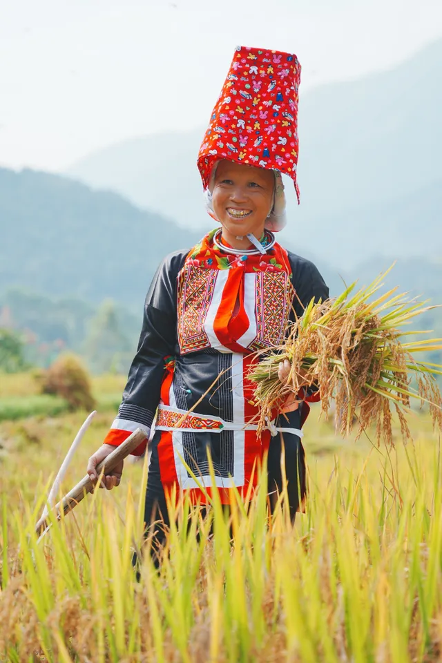 Mùa lúa chín ở Bình Liêu - Ảnh 2.