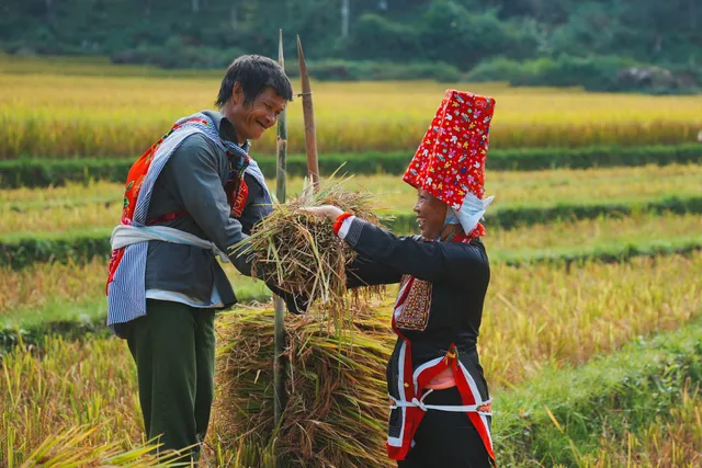 Mùa lúa chín ở Bình Liêu - Ảnh 3.