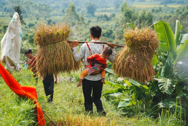 Mùa lúa chín ở Bình Liêu - Ảnh 6.