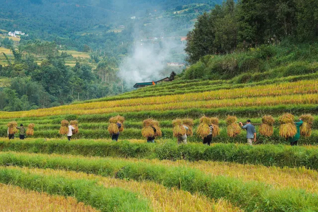 Mùa lúa chín ở Bình Liêu - Ảnh 7.