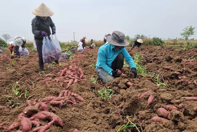 Xuất khẩu chính ngạch lô khoai lang đầu tiên sang Trung Quốc - Ảnh 1.