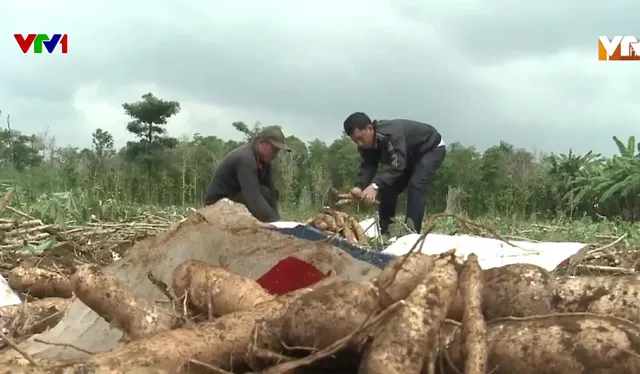 Thiếu nguyên liệu, nhiều nhà máy sắn kết thúc vụ sớm  - Ảnh 1.