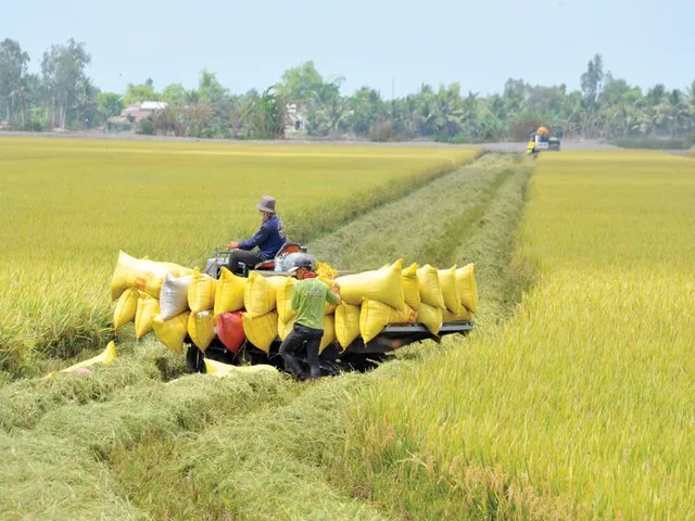 Gỡ vốn cho doanh nghiệp ngành gạo - Ảnh 1.