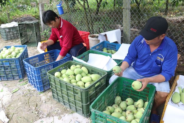 Giá xoài liên tục giảm - Ảnh 2.