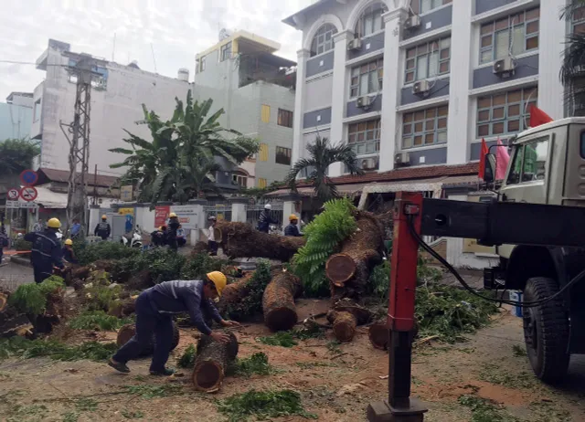 Cây xanh trong trường bật gốc, nhiều người bị thương - Ảnh 3.