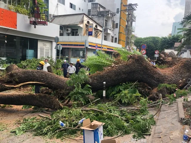 Thành phố Hồ Chí Minh rà soát toàn bộ cây xanh - Ảnh 1.