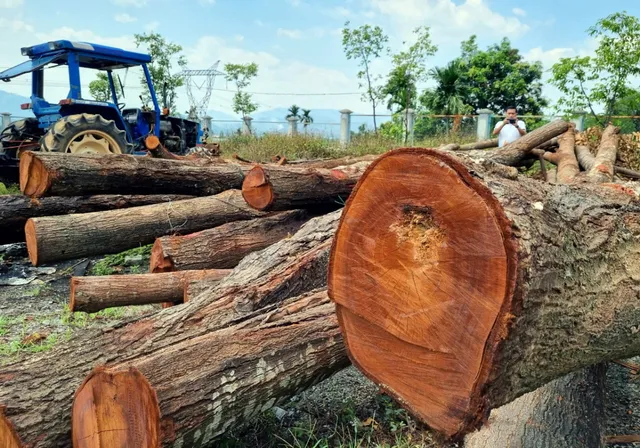 Quảng Nam: Hàng loạt cây sao đen bị chặt hạ - Ảnh 2.