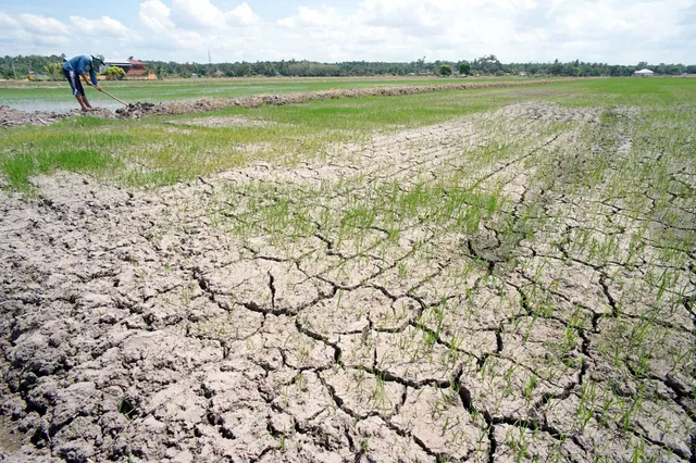 El Nino ảnh hưởng, nông dân Thái Lan được yêu cầu chỉ trồng một vụ lúa - Ảnh 1.