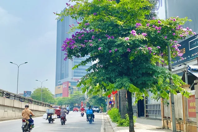 Hà Nội: Phượng tím độc đáo cùng nhiều loài hoa khoe sắc giữa nắng hạ - Ảnh 6.