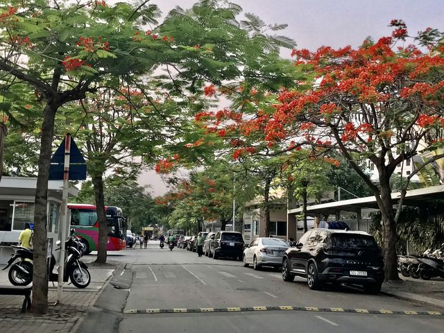 Hà Nội: Phượng tím độc đáo cùng nhiều loài hoa khoe sắc giữa nắng hạ - Ảnh 12.