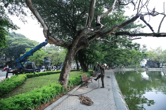 Phương án nào thế chỗ 3 cây sưa bị chặt hạ ở hồ Hoàn Kiếm? - Ảnh 1.