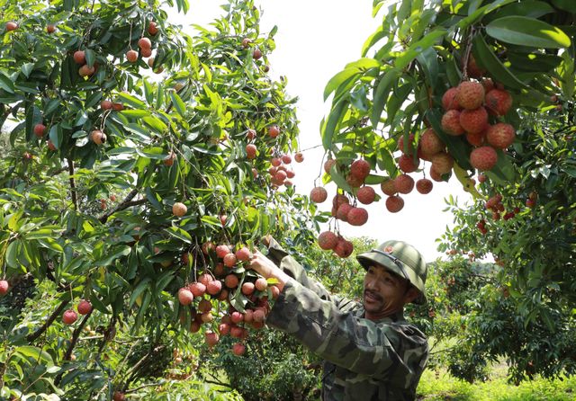 Bắc Giang xúc tiến tiêu thụ vải thiều chín sớm - Ảnh 1.