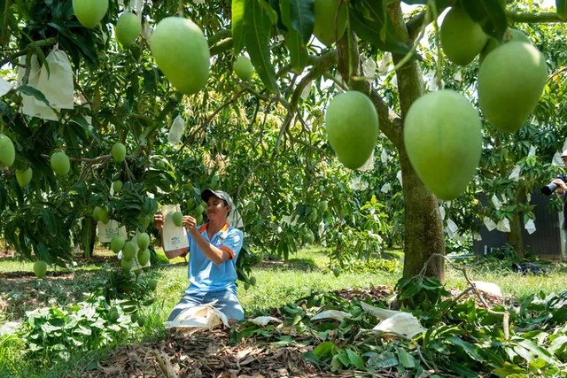 Những tồn tại trong sử dụng mã số vùng trồng - Ảnh 1.