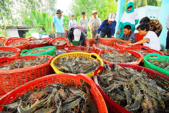 Giá tôm giảm mạnh, người nuôi treo ao - Ảnh 2.