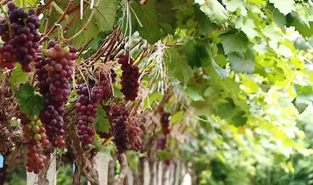 Phòng chống sa mạc hóa, hạn hán do El Nino - Ảnh 3.