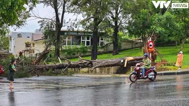 Đà Lạt: Nhiều cây to gãy đổ sau mưa lớn, đè lên ô tô - Ảnh 3.