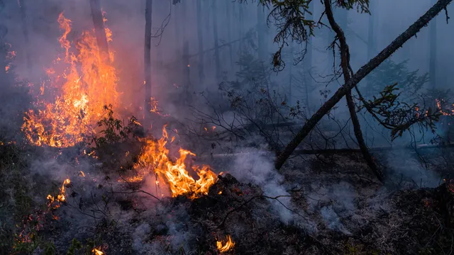 Montreal (Canada) có chất lượng không khí tồi tệ nhất khi cháy rừng hoành hành - Ảnh 1.