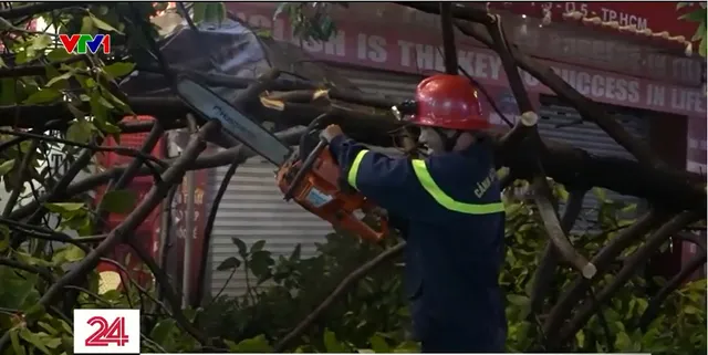 TP Hồ Chí Minh: Cây dầu 20 mét bật gốc ngã đổ trong cơn giông - Ảnh 2.