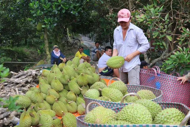 Thêm cơ hội xuất khẩu sầu riêng vào Trung Quốc - Ảnh 1.