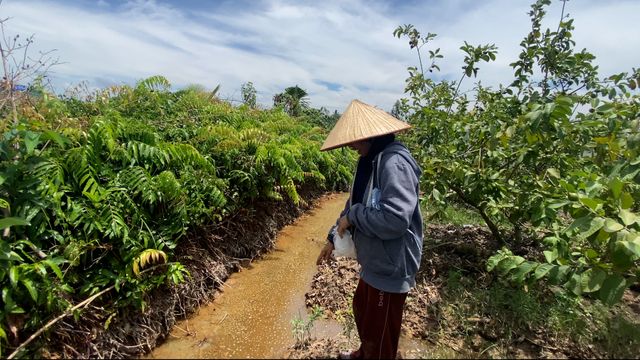 Long An: Bơm hút cát làm bể bờ bao, vườn cây trái của người dân thiệt hại nặng - Ảnh 1.