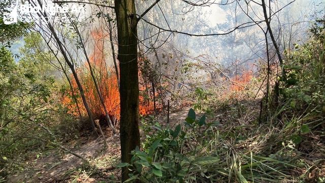 Cháy rừng tại Nghệ An - Ảnh 1.