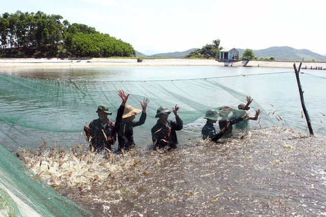 Tỷ lệ cấp mã số cơ sở nuôi thủy sản còn thấp - Ảnh 2.